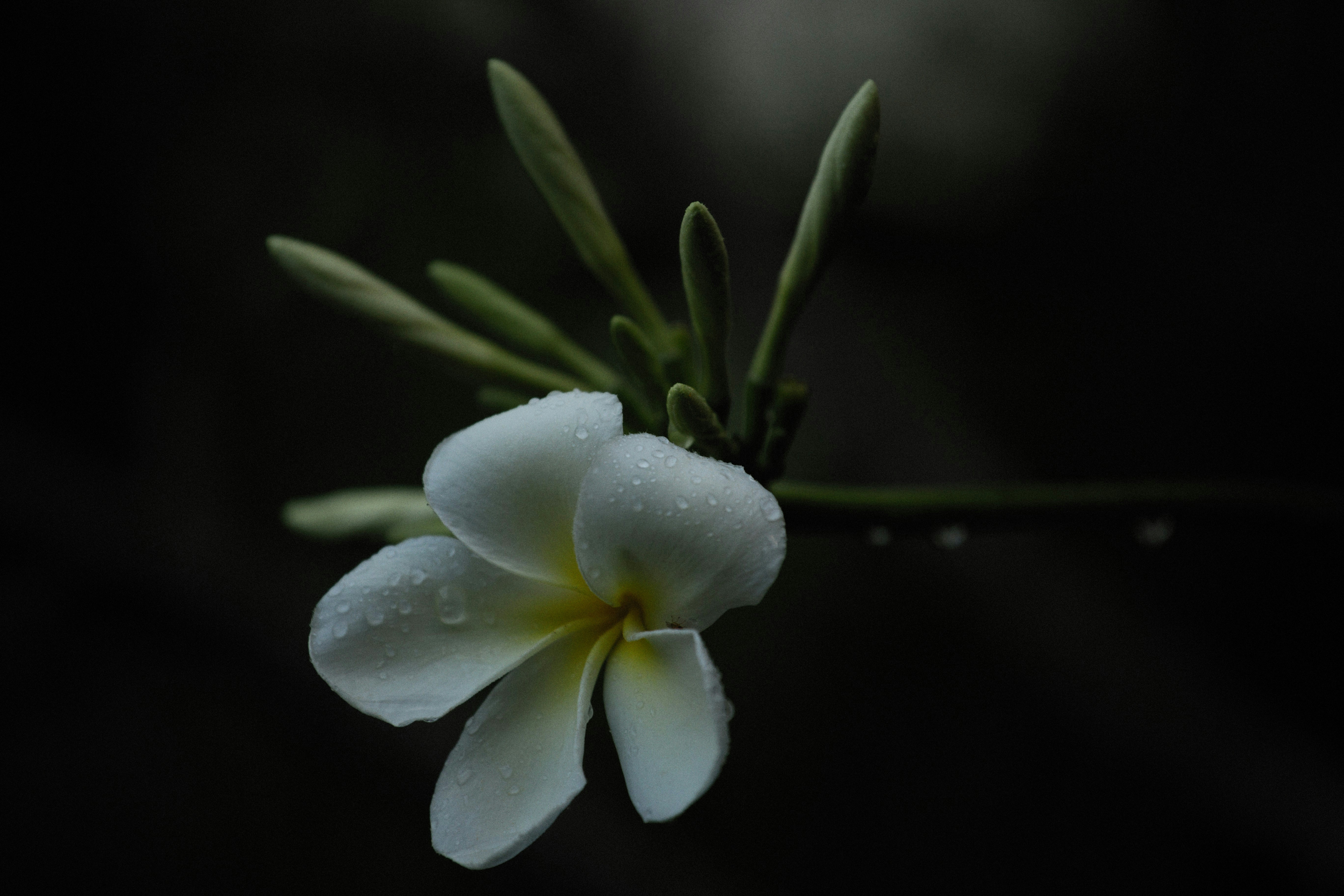 Photo by alexeydemidov