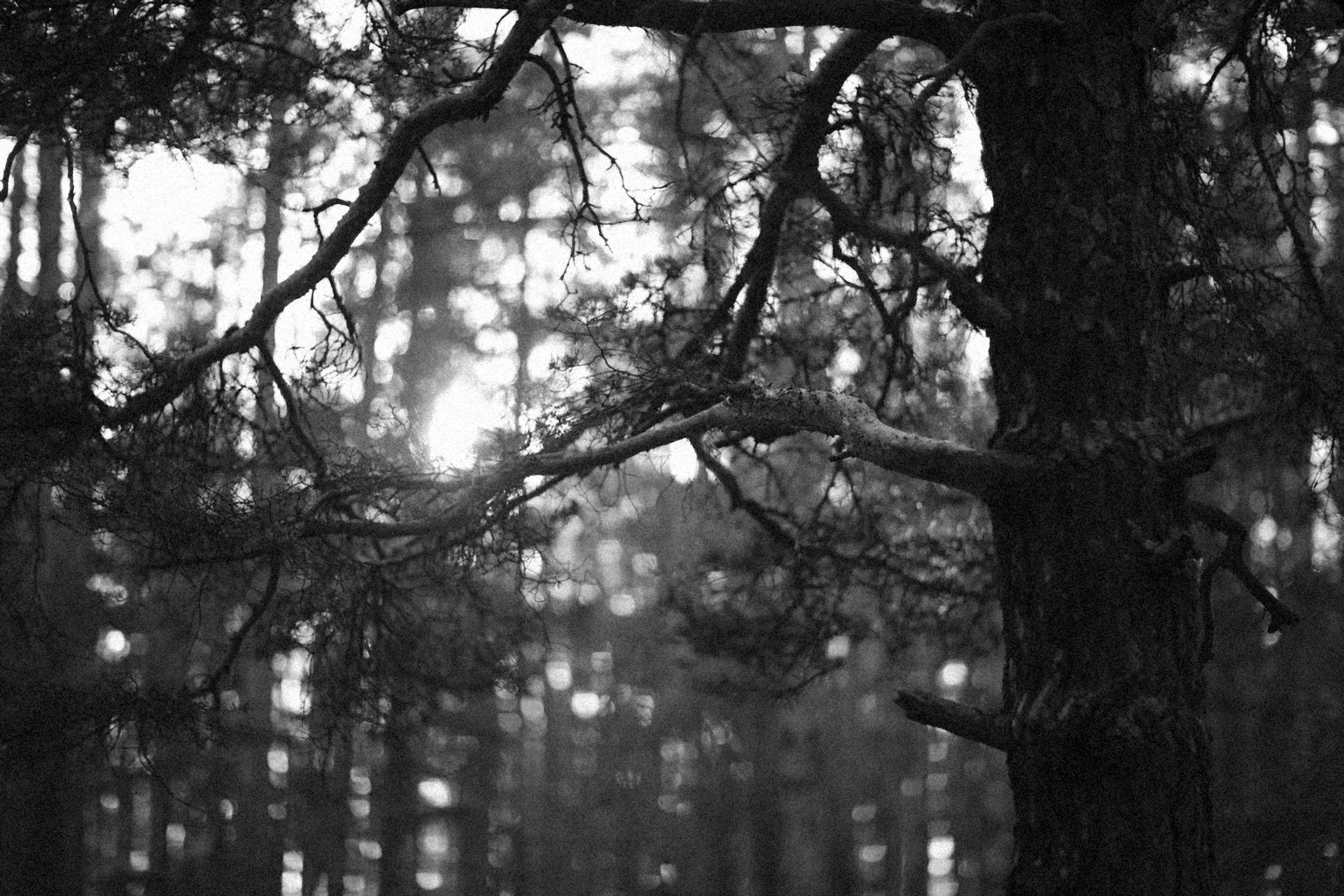 Photo by alexeydemidov