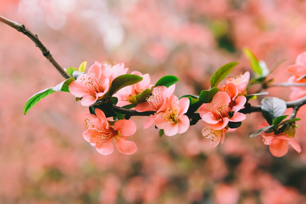 a branch with pink flowers and green leaves