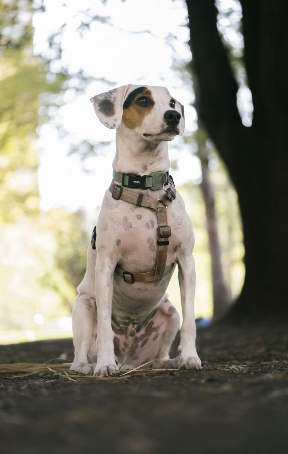 a white and brown dog sitting on the ground