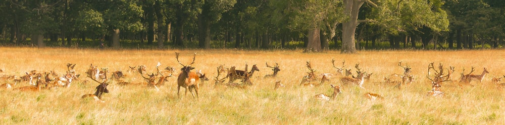 a herd of deer standing on top of a dry grass field