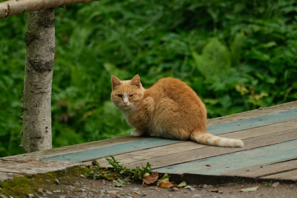 an orange cat sitting on a wooden deck