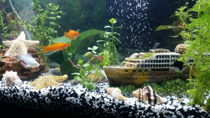 a fish tank filled with lots of different types of fish