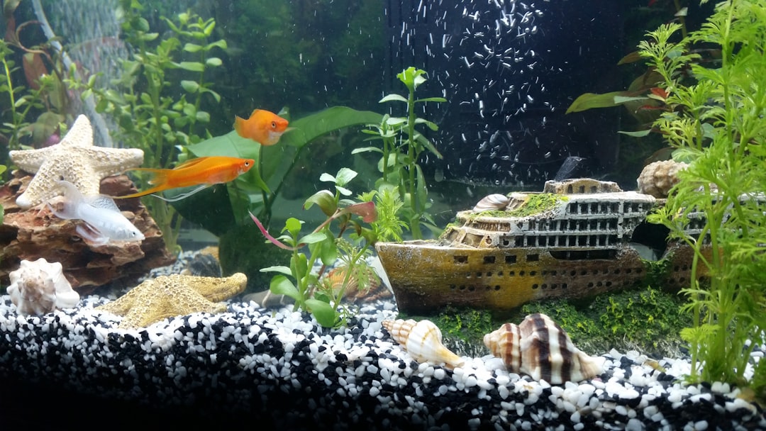 Aquarium with natural decorations