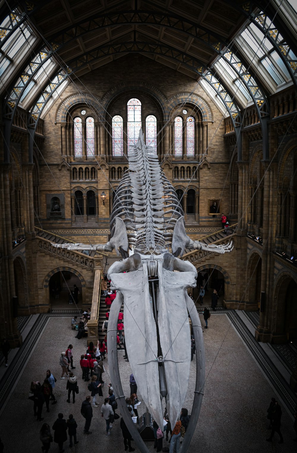 a large whale skeleton is in a museum