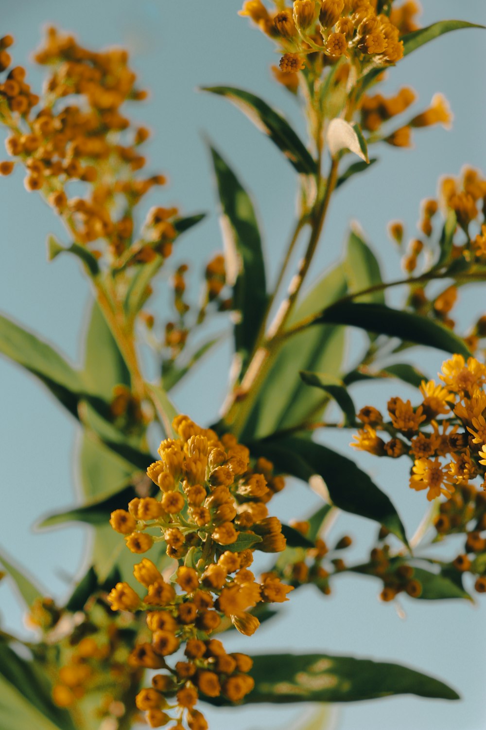 a close up of a plant with yellow flowers