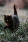 a black cat walking across a grass covered field