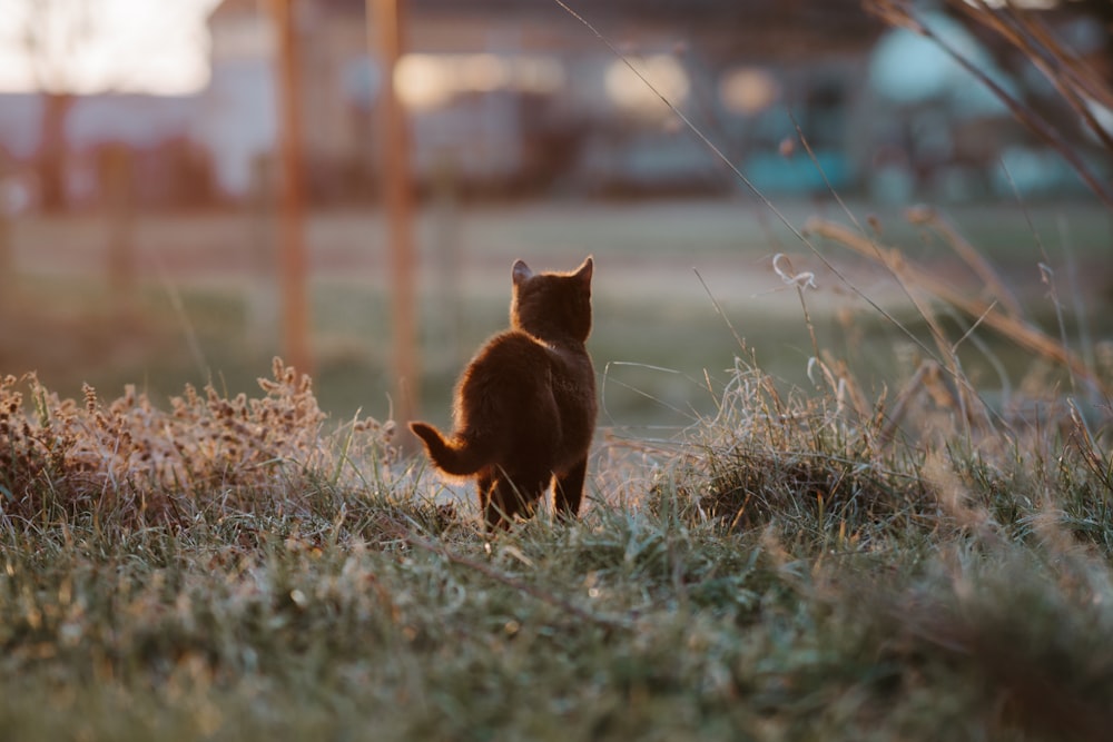 a cat standing in the grass looking up
