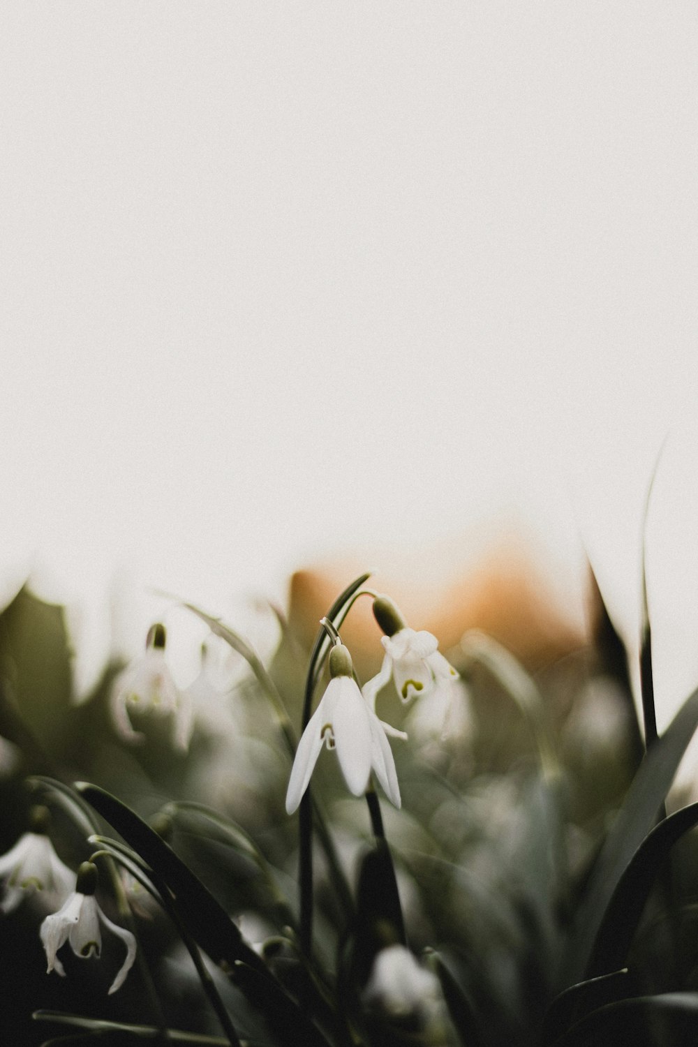 a close up of a plant with white flowers