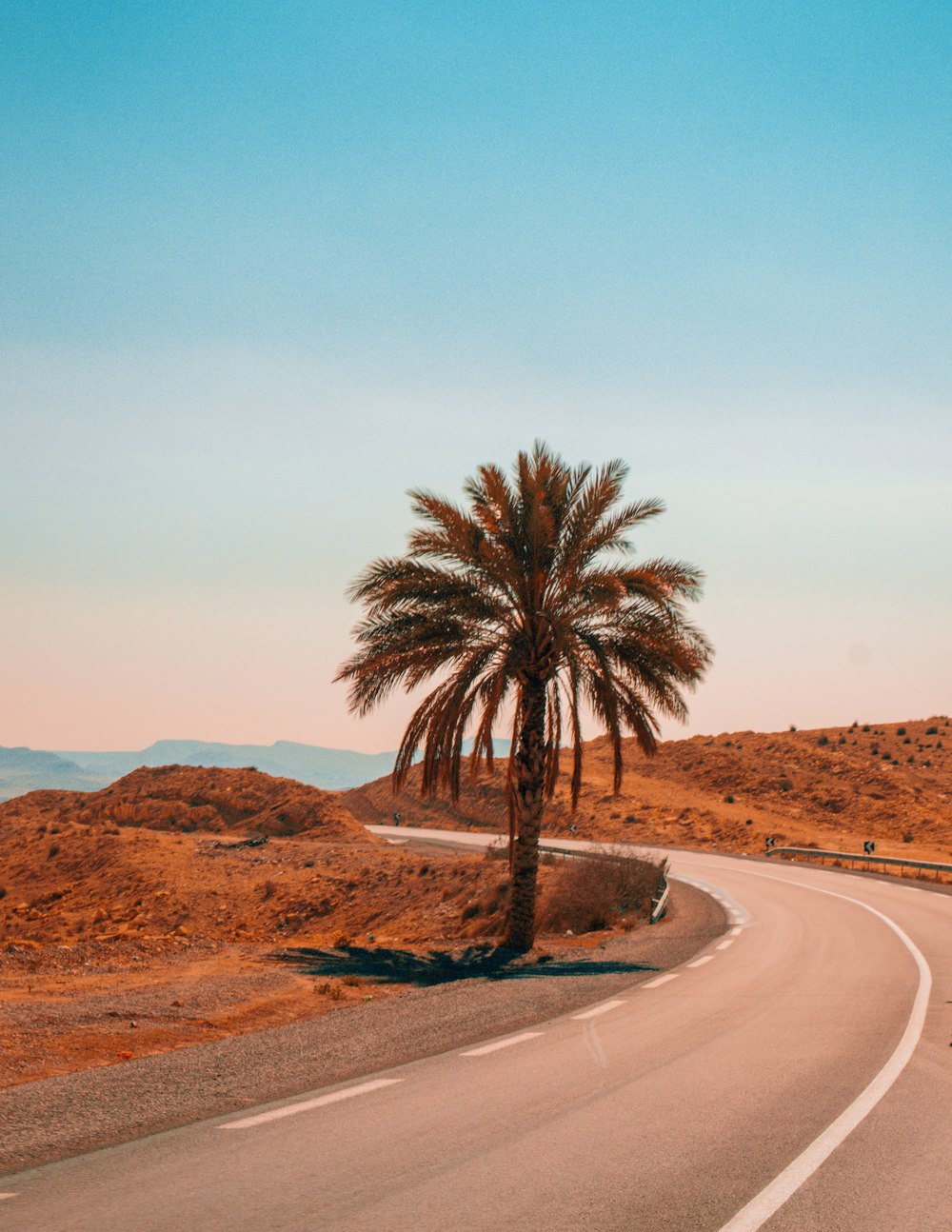 a palm tree on the side of a road