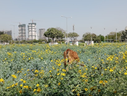 A brown cow is grazing in a lush green field filled with yellow flowers. In the background, there are modern buildings under construction with cranes visible against the clear sky. The field is bordered by well-trimmed trees and lampposts line a nearby path.