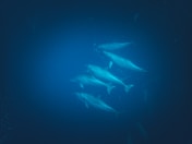 a group of dolphins swimming in the ocean