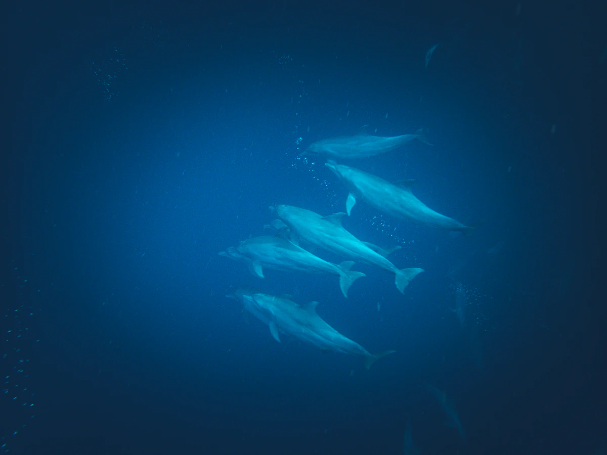 Lovina Sunrise Spinner Dolphin Watching & Marine Park Snorkeling