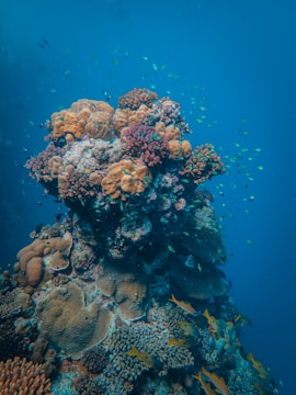 A vibrant coral reef teeming with various types of corals, including orange, pink, and purple hues. Numerous small, colorful fish swim around the reef, adding to the lively underwater ecosystem. The deep blue of the ocean surrounds the coral formation, providing a sense of depth and calmness.