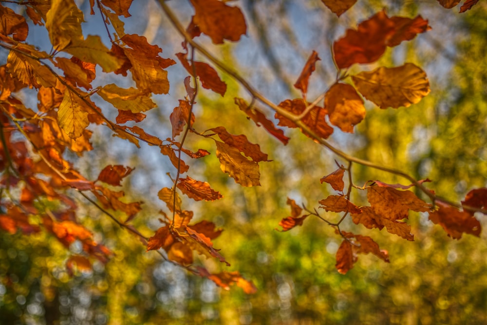 a bunch of leaves that are hanging from a tree