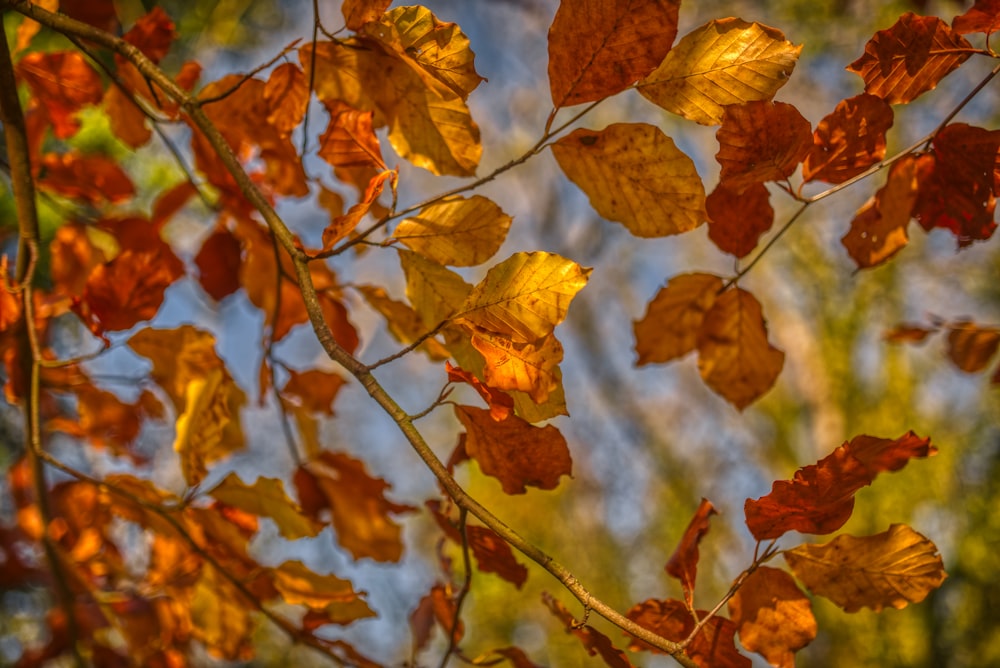 a tree branch with yellow and red leaves