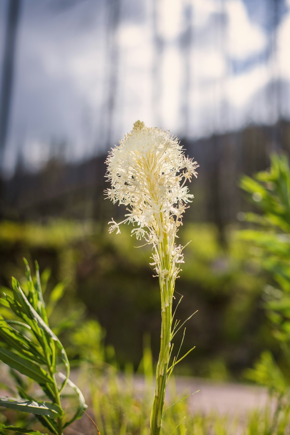 a white flower in the middle of a field