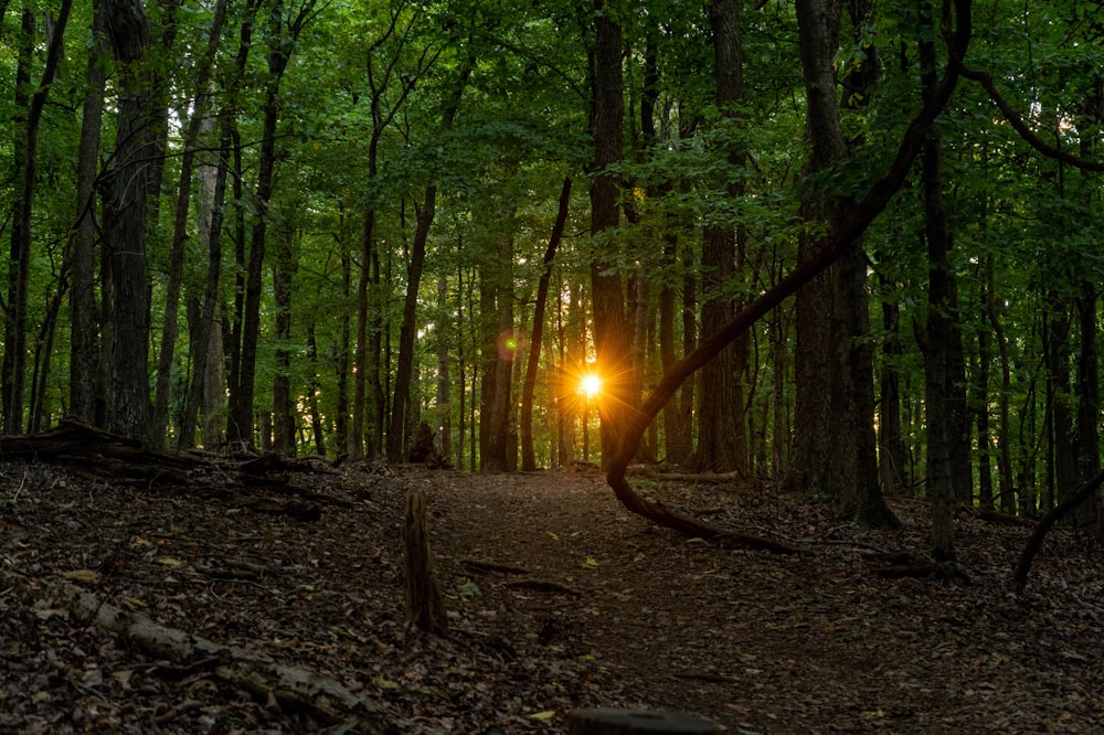 the sun is shining through the trees in the forest