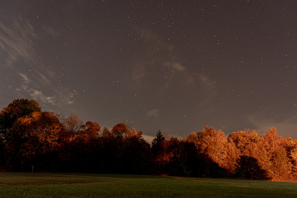 um campo com árvores e um céu cheio de estrelas