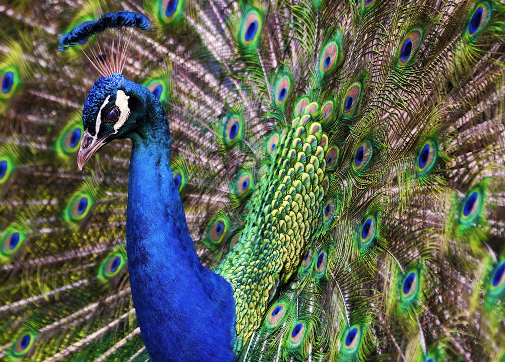 a close up of a peacock with its feathers out