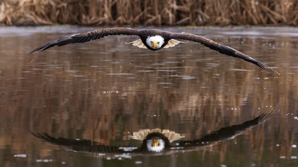 a bald eagle flying over a body of water