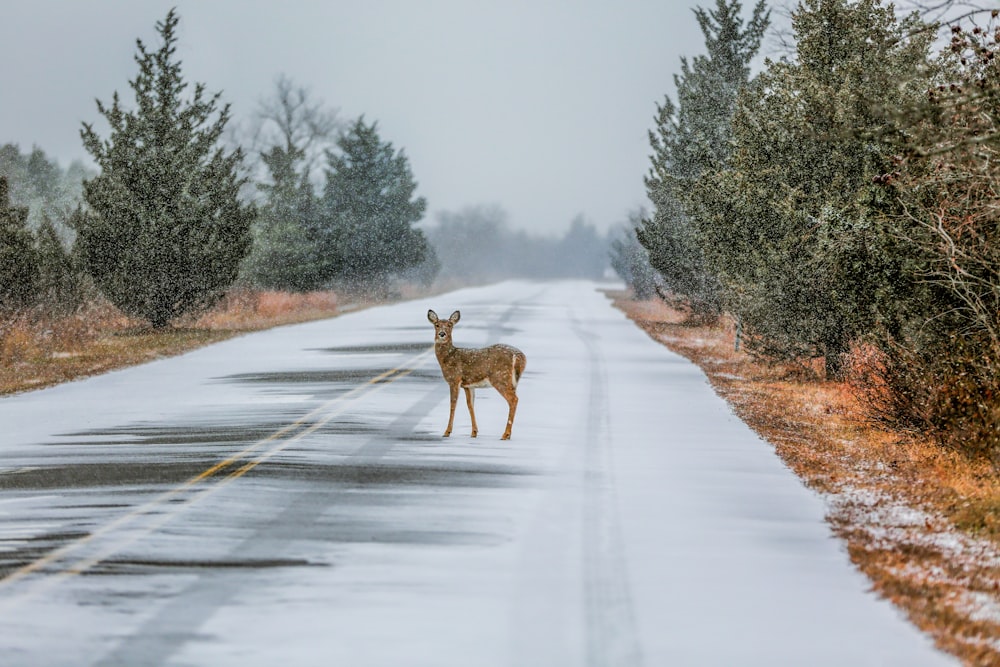 a deer standing in the middle of a road