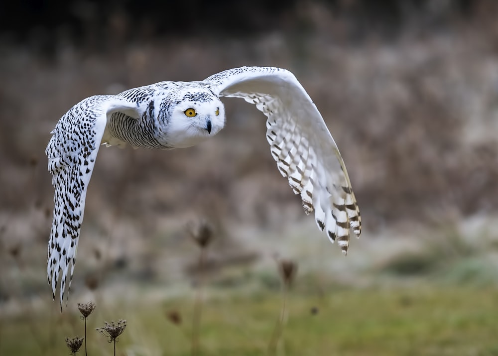 a white owl flying over a lush green field