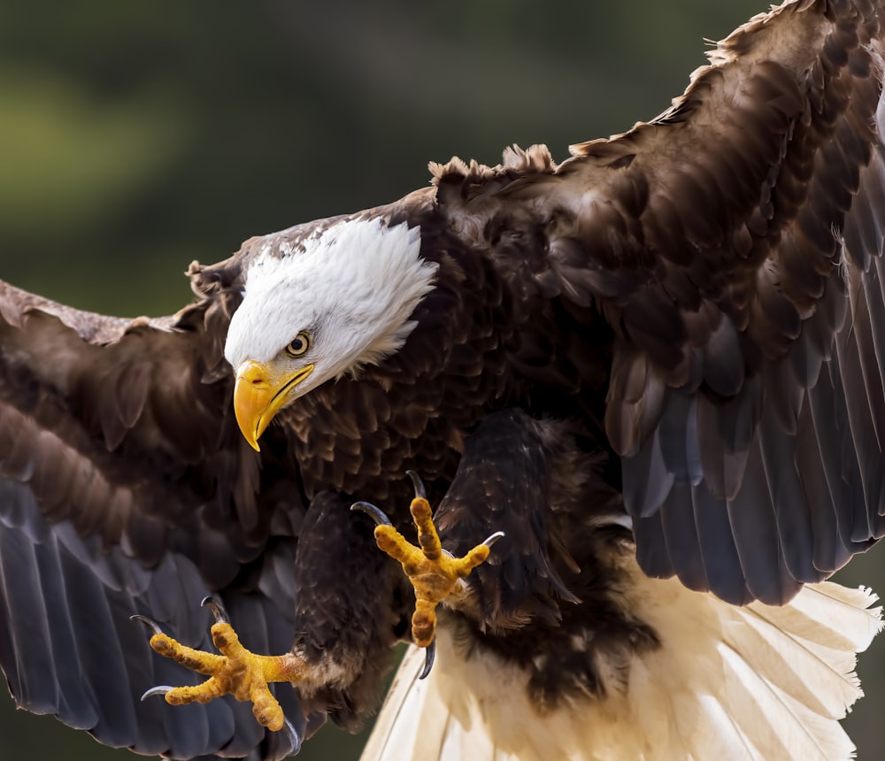 a bald eagle spreads its wings as it spreads its wings