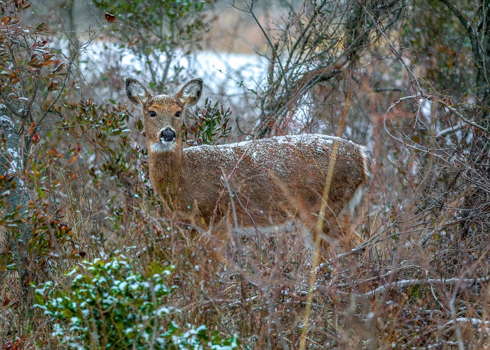 a deer standing in the middle of a forest