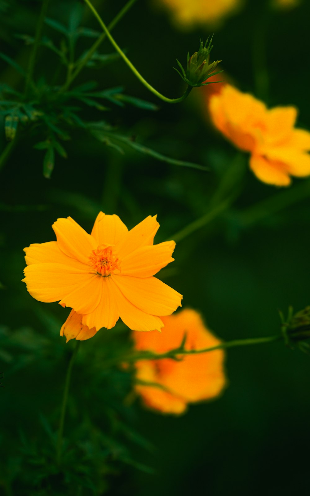 a close up of a bunch of yellow flowers