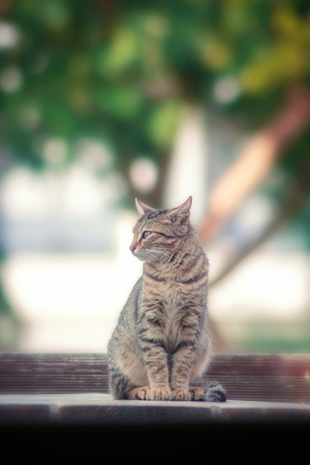 a cat sitting on top of a wooden bench