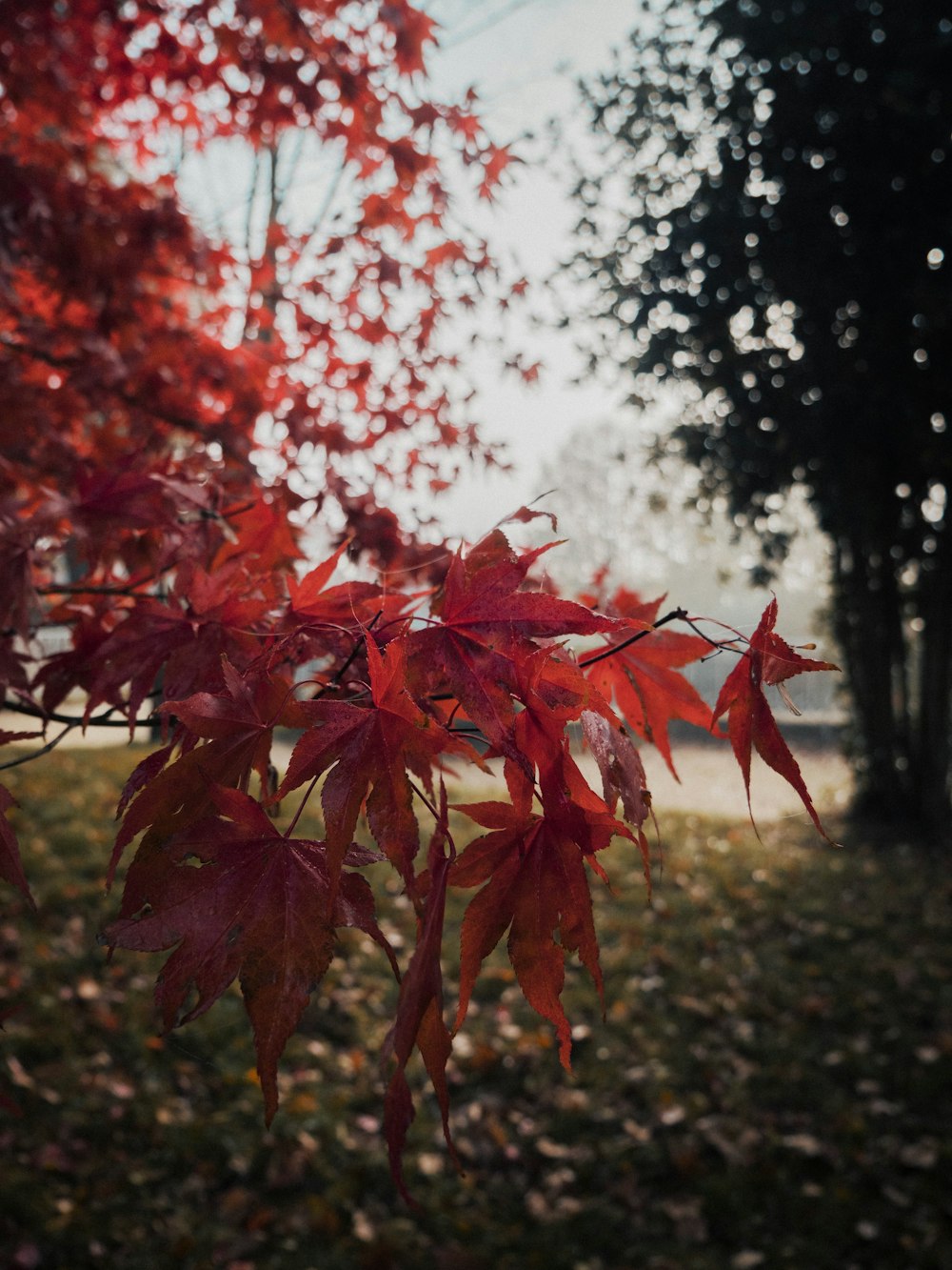 a tree with red leaves in a park