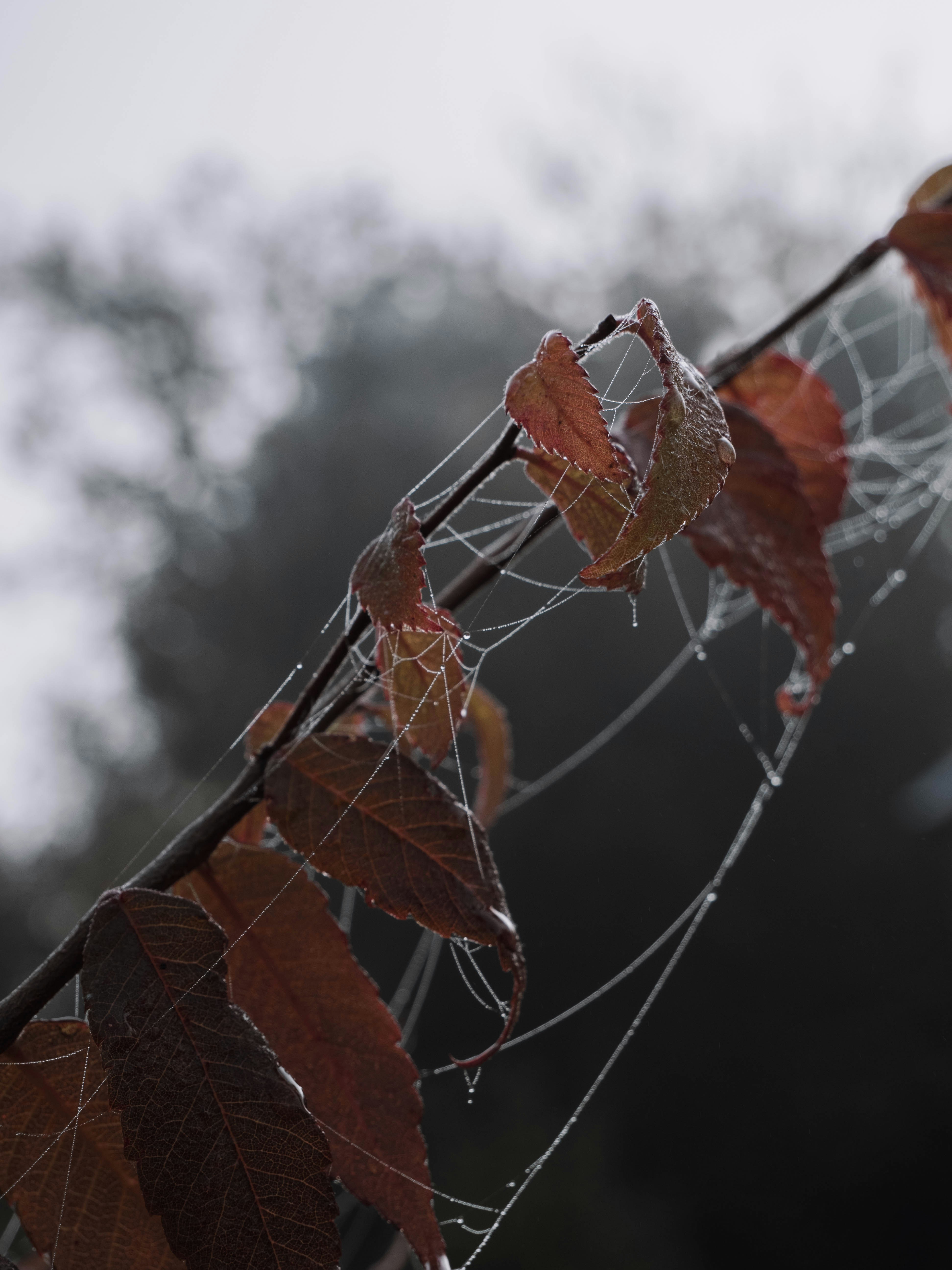 Photo by victorsutty