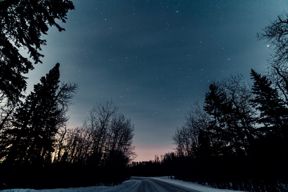 the night sky is lit up by the stars above the trees