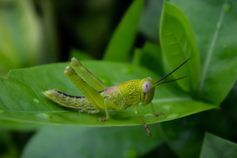 a close up of a grasshopper on a leaf