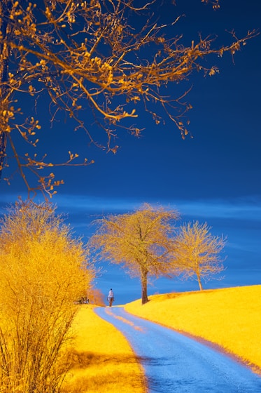 A vibrant, surreal landscape with a bright yellow pathway leading through a field of golden grass. The sky above is a deep, rich blue, contrasted by the bare branches of trees tinged with yellow. A solitary figure walks along the path, adding a sense of scale and life to the scene.