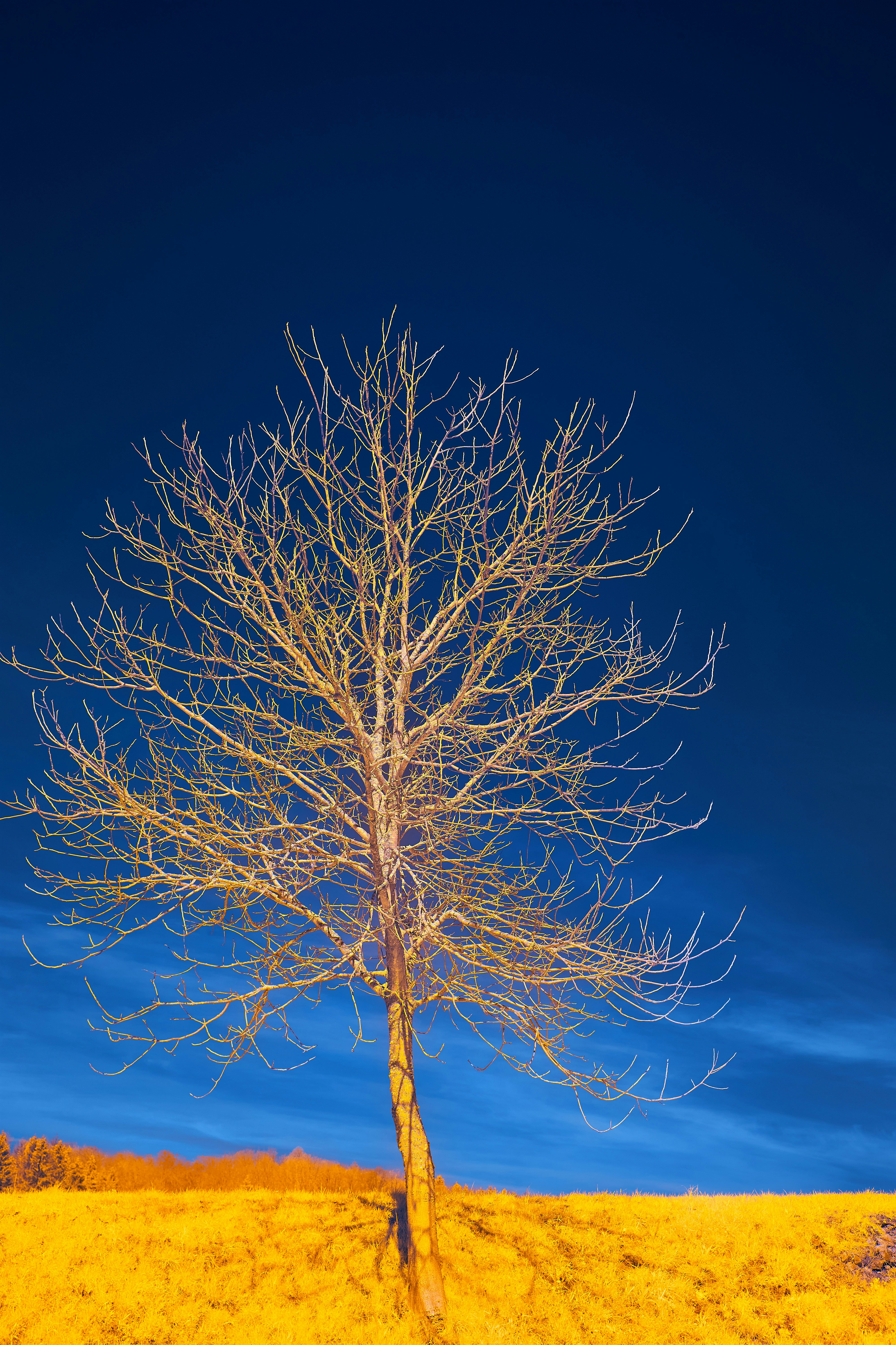 Photo by wolfgang_hasselmann