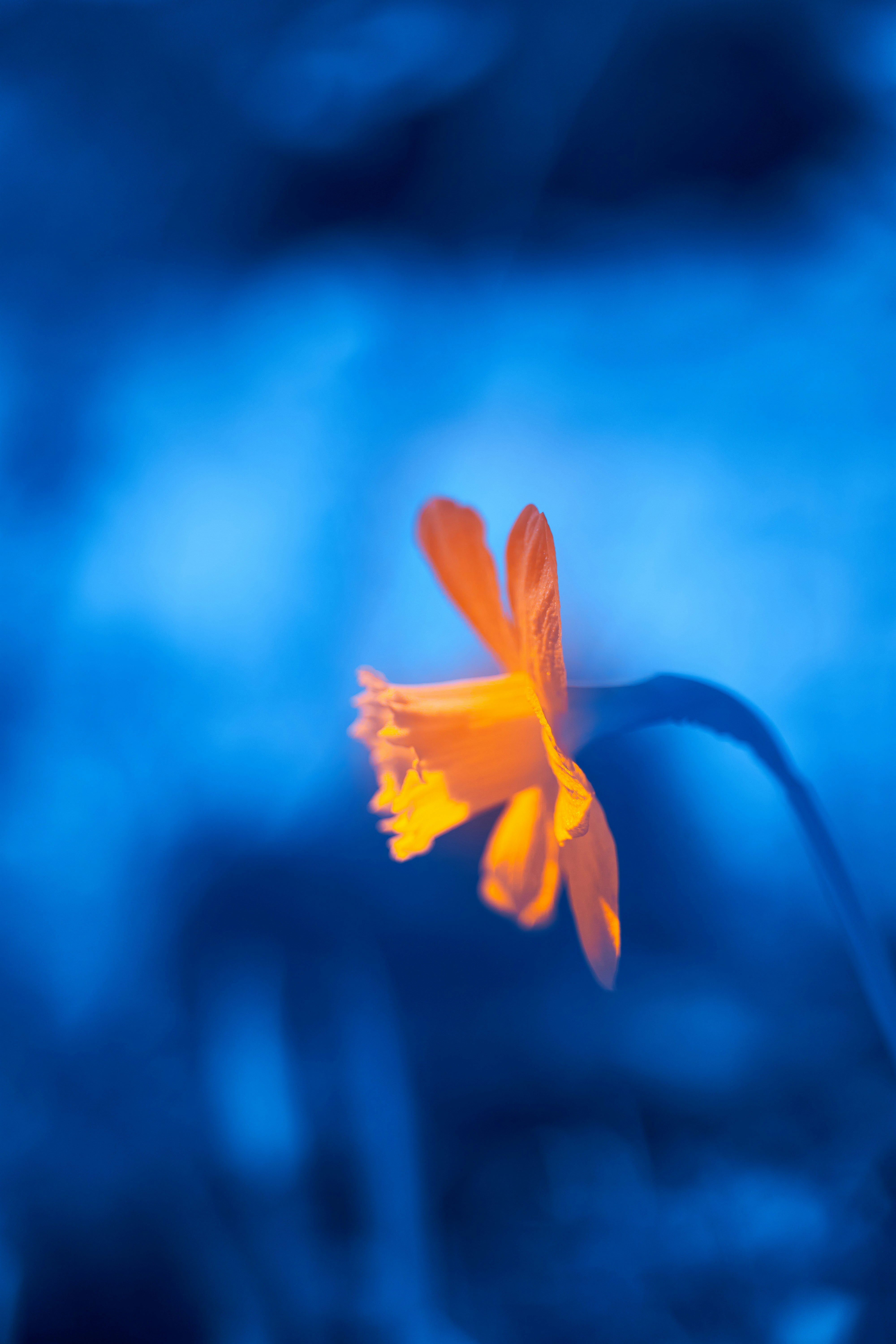 Photo by wolfgang_hasselmann