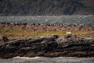 A large gathering of penguins is seen on a rocky and grassy coastal landscape with a backdrop of hilly terrain. The scene depicts a natural wildlife habitat bordered by a rough, wavy sea.