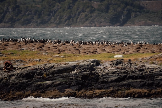 A large gathering of penguins is seen on a rocky and grassy coastal landscape with a backdrop of hilly terrain. The scene depicts a natural wildlife habitat bordered by a rough, wavy sea.