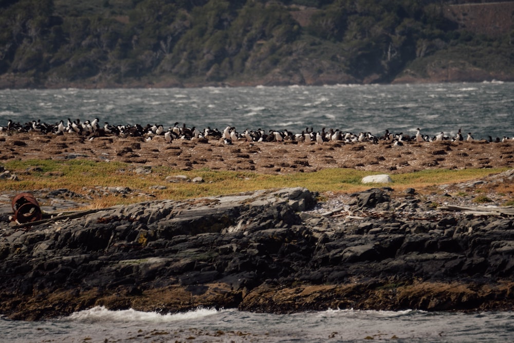 a flock of birds standing on top of a rocky shore