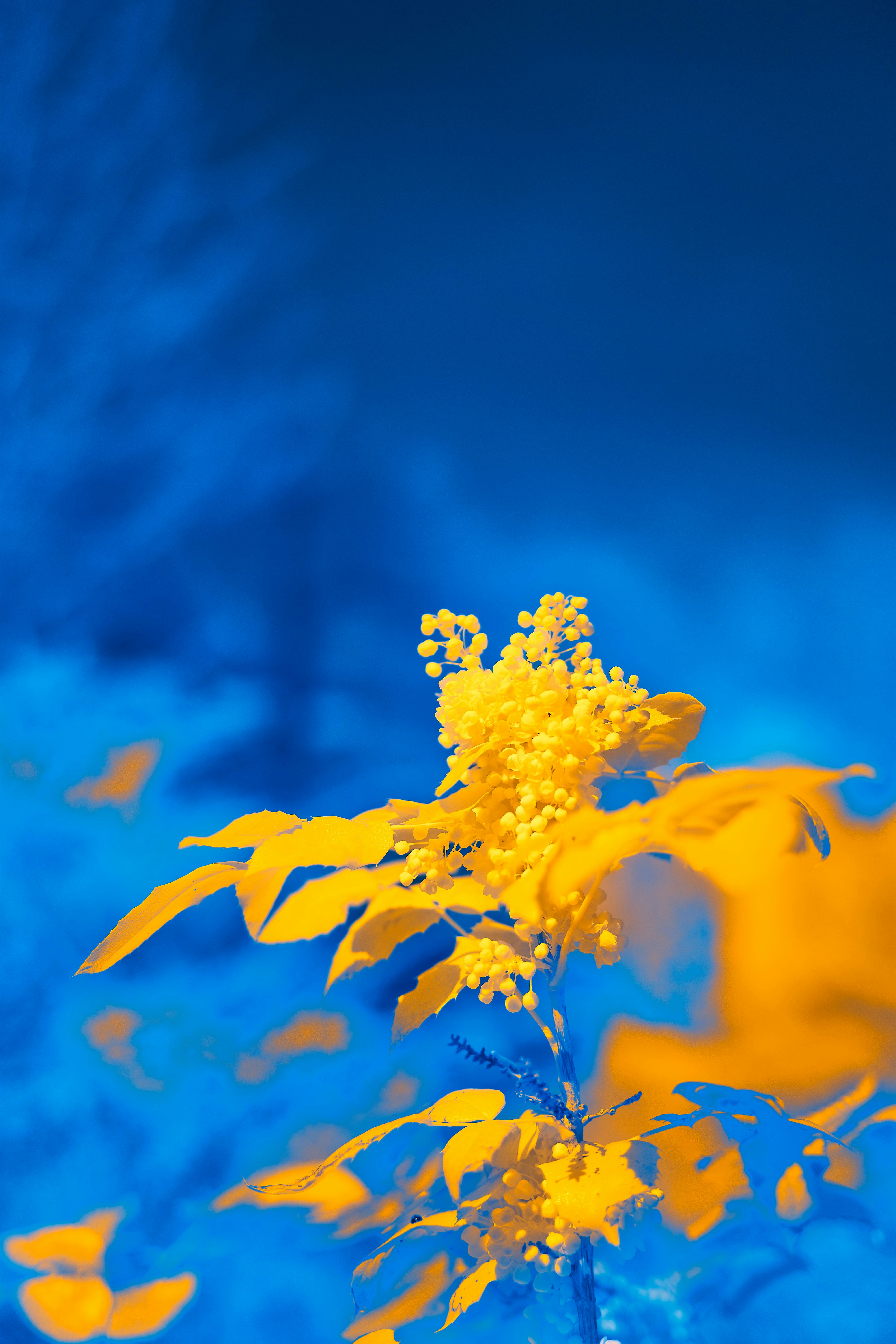 Photo by wolfgang_hasselmann