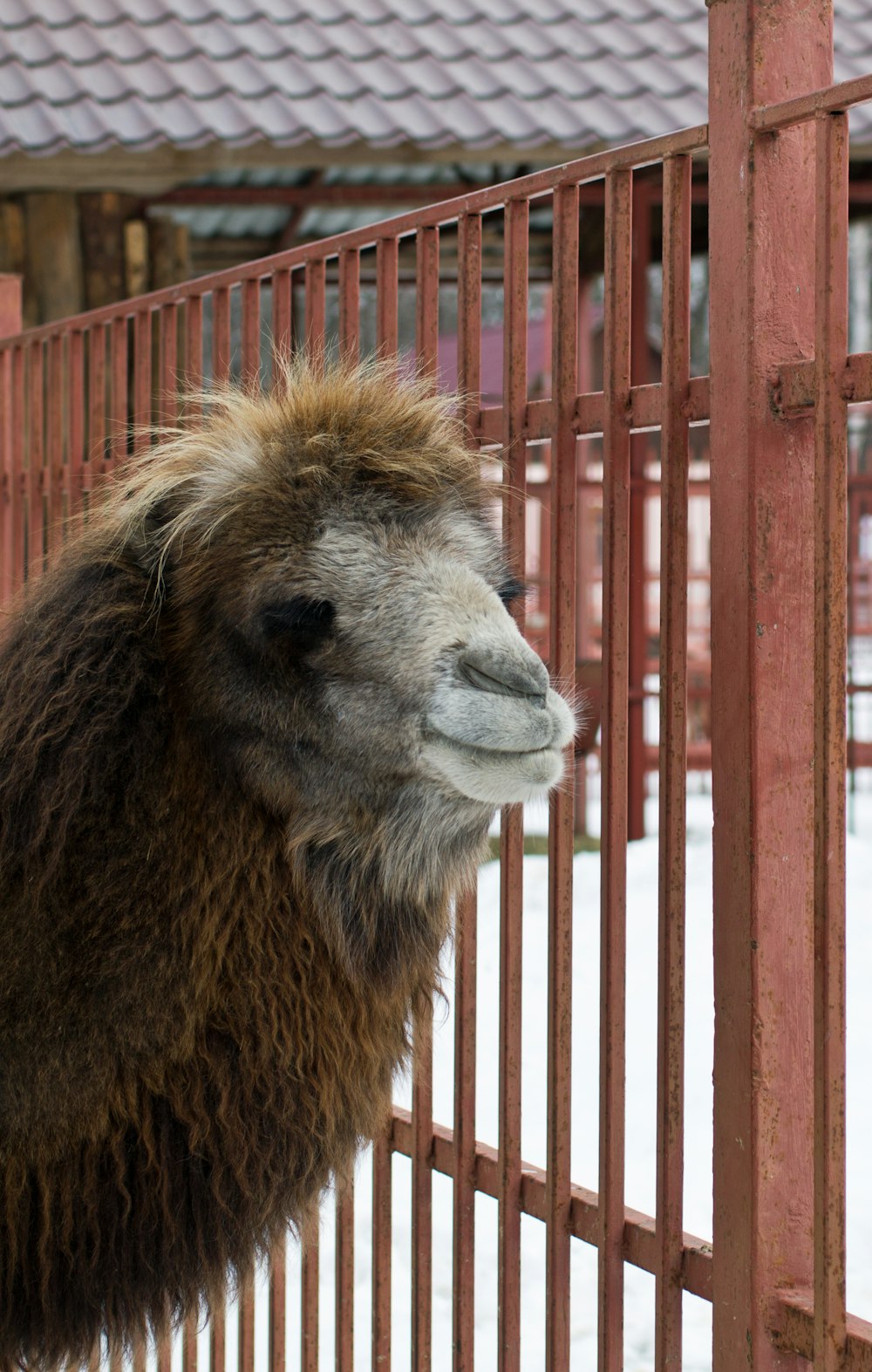 a close up of a llama behind a fence