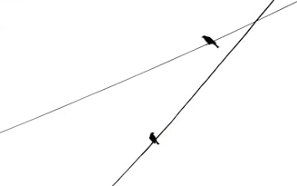 a couple of birds sitting on top of a power line