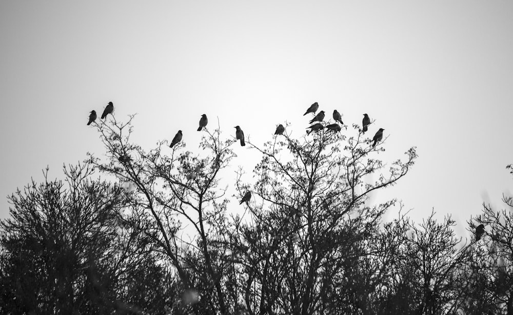 a flock of birds sitting on top of a tree