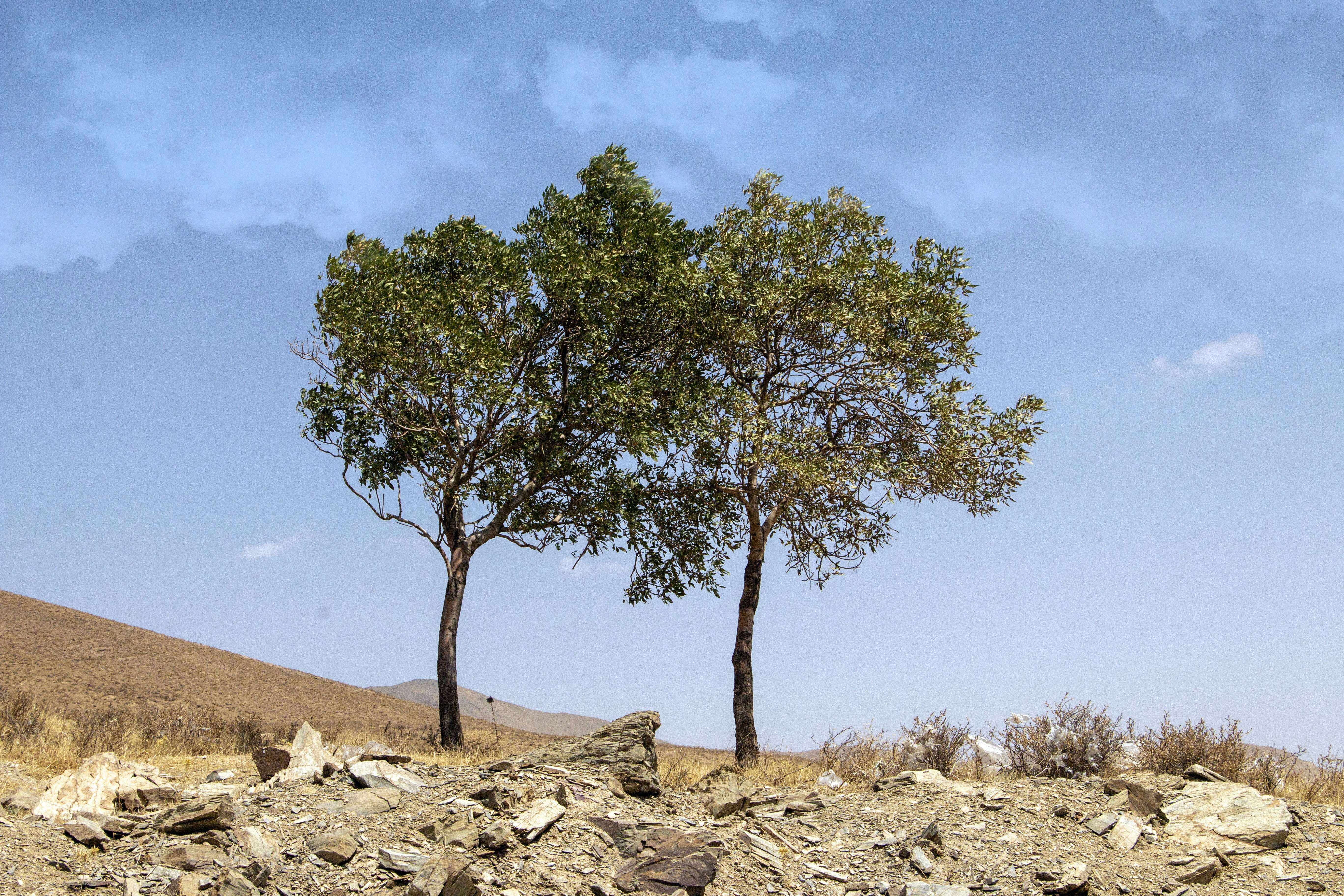 Photo by razipourjafari