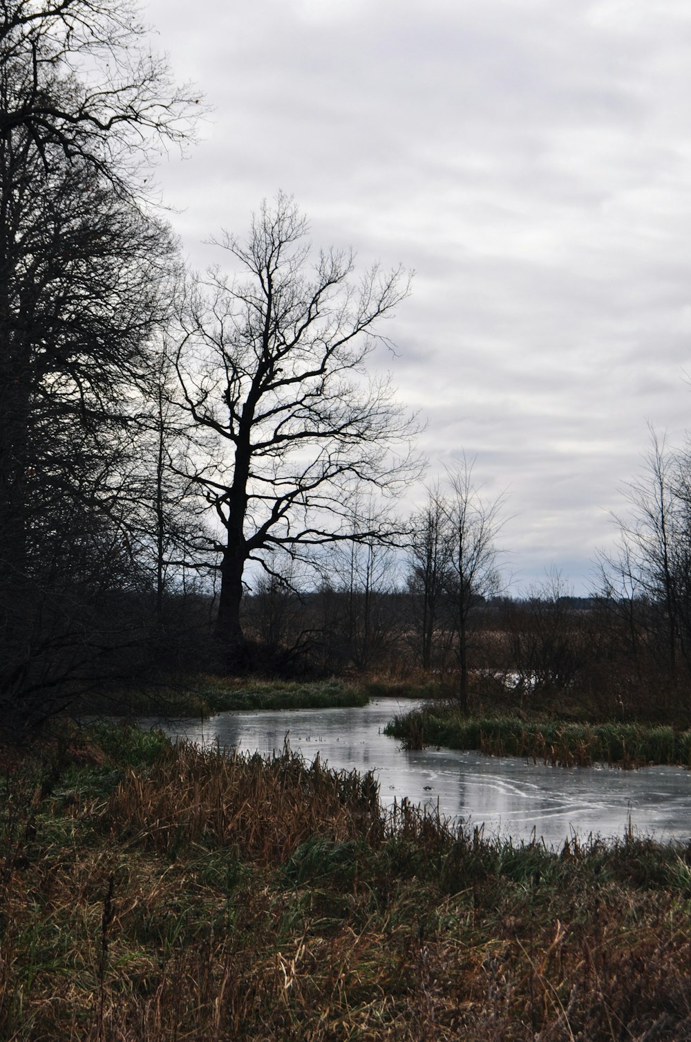 Ein Fluss, der durch einen Wald neben einem hohen Baum fließt
