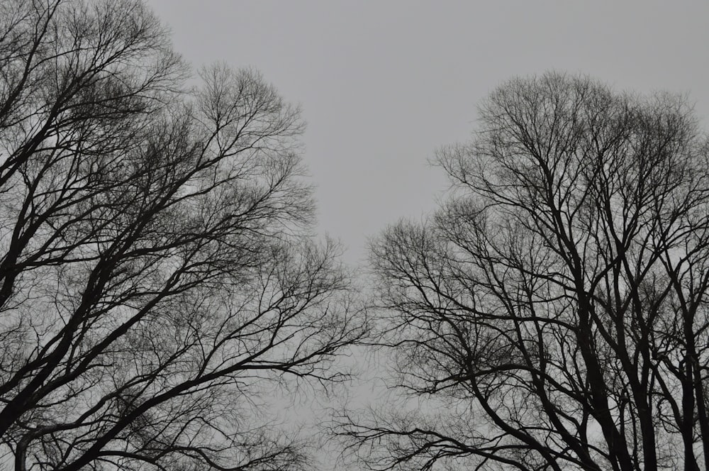 나뭇잎이없는 나무의 흑백 사진