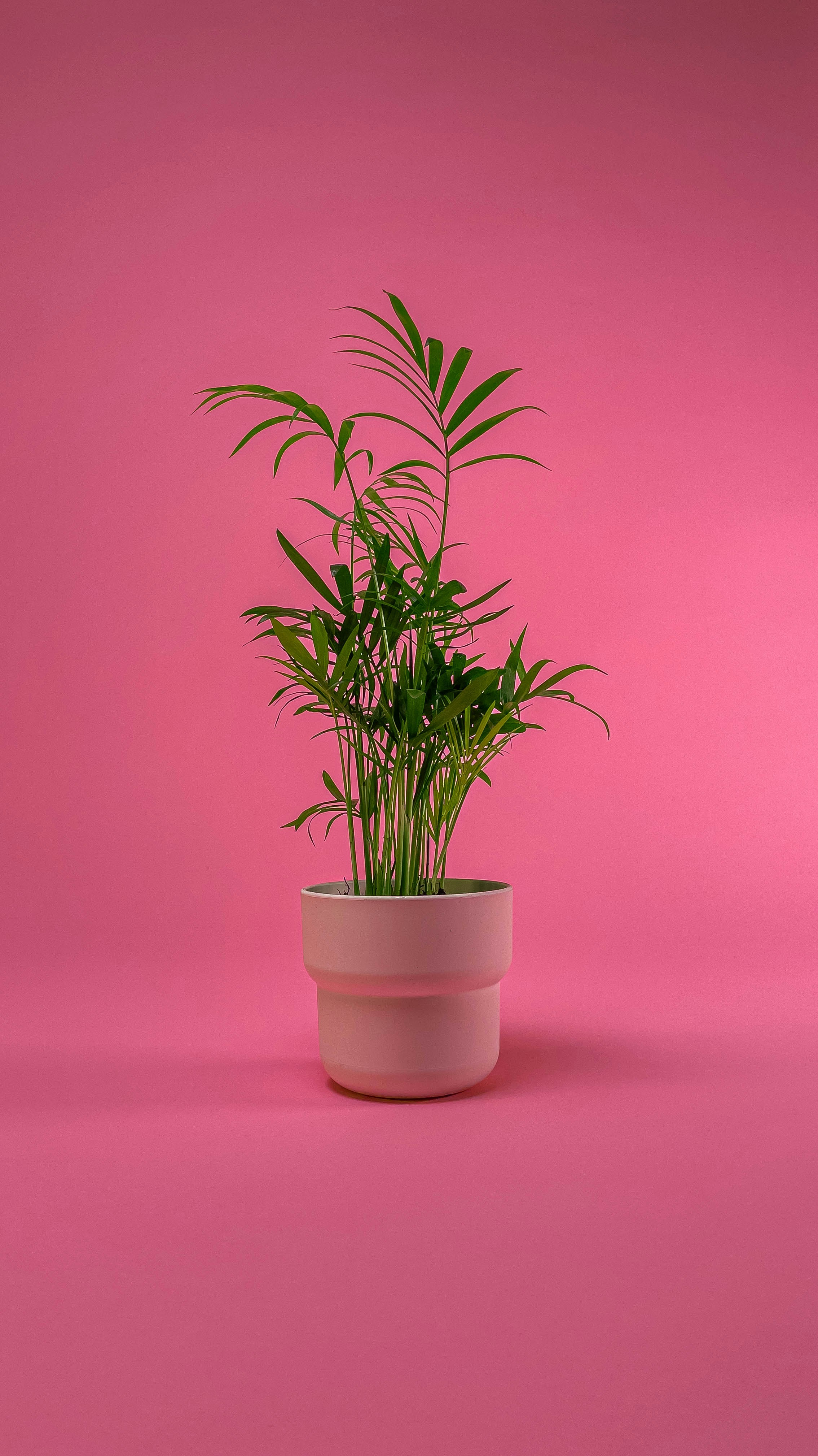 a potted plant on a pink background