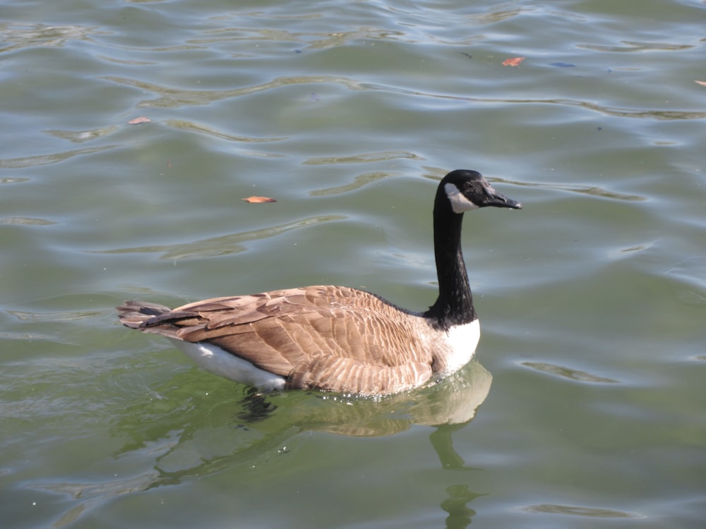 a goose is swimming in the water